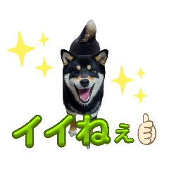 [LINEスタンプ] 黒柴の茶茶ちゃん❤️