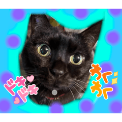 [LINEスタンプ] 黒猫レッドちゃん♪