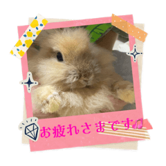 [LINEスタンプ] さがわペットファミリー