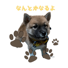 [LINEスタンプ] 日常使える！柴犬 子犬ver