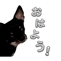 [LINEスタンプ] かわいいいぬ〜〜〜