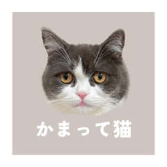 [LINEスタンプ] ぽんちゃんのおたく