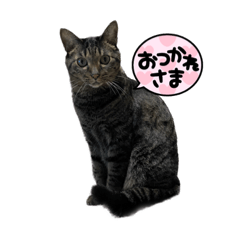 [LINEスタンプ] JIN ニャン生活の画像（メイン）