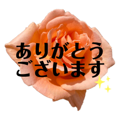 [LINEスタンプ] 季節の花⭐︎コロナ中の薔薇の呟き