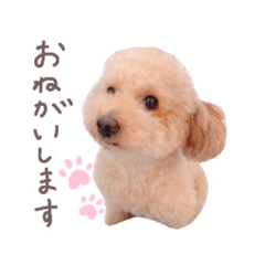 [LINEスタンプ] 元保護犬すいーぶの日常スタンプ