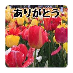[LINEスタンプ] 色んな花のスタンプ。