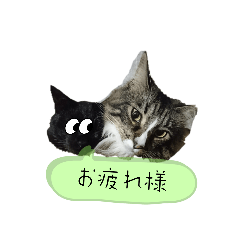 [LINEスタンプ] animal-LIFE