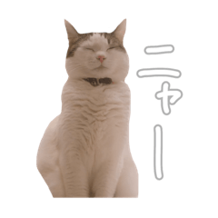 [LINEスタンプ] 我が家の自由なネコさんたち