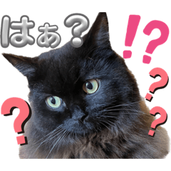 [LINEスタンプ] 黒猫 ルナ院長122にゃんめ