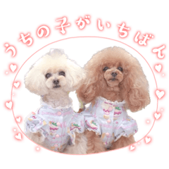 [LINEスタンプ] トイプードルのはなゆめchan