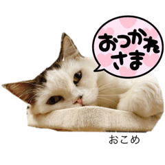[LINEスタンプ] ラフスペースの保護猫達2023.10