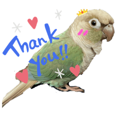 [LINEスタンプ] ウロコインコさん時々こざくらさん。