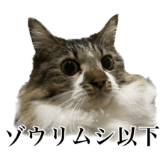 [LINEスタンプ] 口悪すぎる猫