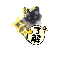 [LINEスタンプ] シャム猫くう