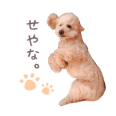 [LINEスタンプ] 元保護犬すいーぶの関西弁スタンプ