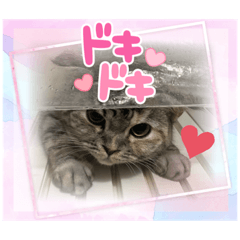 [LINEスタンプ] 長脚マンチカンと立ち耳スコティッシュ