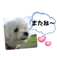 [LINEスタンプ] まろちゃんです、よろしく2。