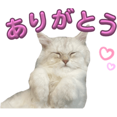 [LINEスタンプ] もこのかわいいスタンプ集