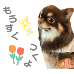 [LINEスタンプ] こったーん❤︎