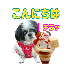 [LINEスタンプ] パフェを見つめる愛犬