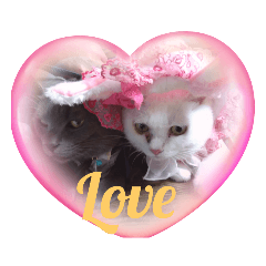 [LINEスタンプ] 愛猫＆兄弟猫
