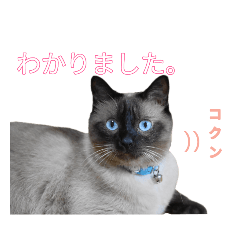 [LINEスタンプ] 海ちゃんちのアッシュ【ほぼ敬語】の画像（メイン）