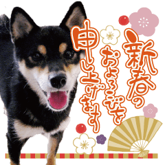 [LINEスタンプ] 柴犬 黒柴きのこの日常12 お正月再販編