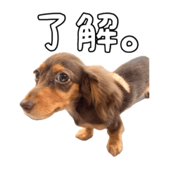 [LINEスタンプ] カニンヘンダックスフントの"つぶ"