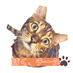[LINEスタンプ] ベンガル猫のチータ