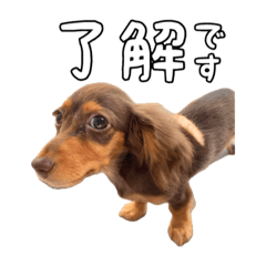 [LINEスタンプ] カニンヘンダックスフントの【つぶ】