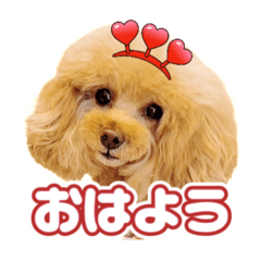 [LINEスタンプ] レッド トイプードルPOMU