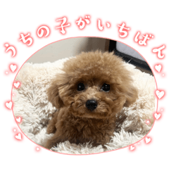 [LINEスタンプ] ペットハウスRizわんこ