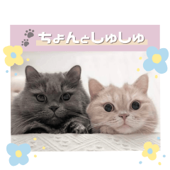 [LINEスタンプ] ちょんとしゅしゅ 短足ミヌエット ②
