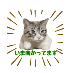 [LINEスタンプ] 毎日使えるぼんのスタンプ