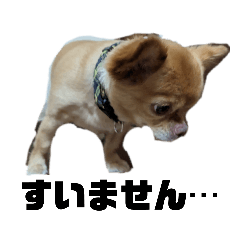 [LINEスタンプ] わんこのゆずちゃん