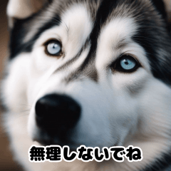 [LINEスタンプ] HuskyLove.Vol.2