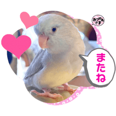 [LINEスタンプ] マメルリハ達14
