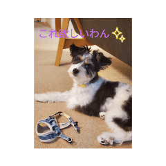 [LINEスタンプ] パピプまるーー3
