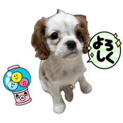 [LINEスタンプ] キャバリア パピースタンプ