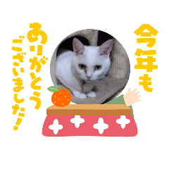 [LINEスタンプ] 季節愛猫スタンプ➀