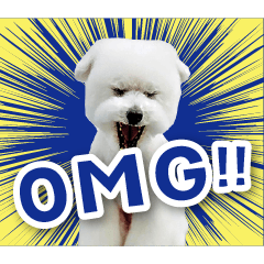 [LINEスタンプ] シリウス犬猫病院・公式LINEスタンプ