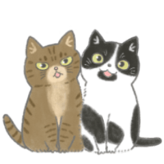 [LINEスタンプ] うちの可愛い猫ズ