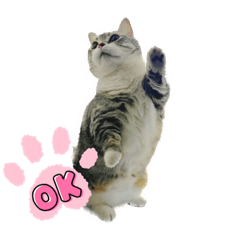 [LINEスタンプ] ☆毛玉達☆