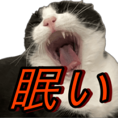 [LINEスタンプ] 猫の賢治 2023