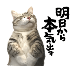[LINEスタンプ] 毛玉まみれ②