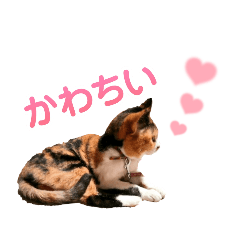 [LINEスタンプ] 三毛猫とシーズー