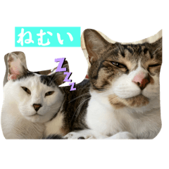 [LINEスタンプ] 可愛いとらななスタンプ