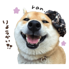 [LINEスタンプ] ラン君☆スタンダード