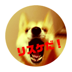 [LINEスタンプ] 遊びたい梅犬スタンプ