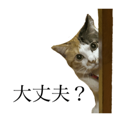 [LINEスタンプ] うちの猫はかわいいんです